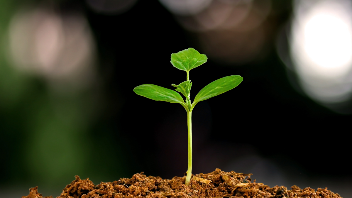 Por que optar por produtos de limpeza ecológicos?