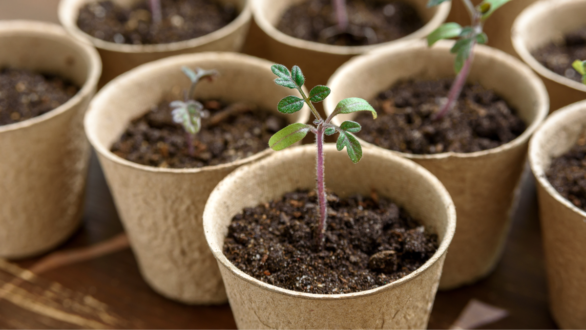 O que é um produto de limpeza biodegradável?